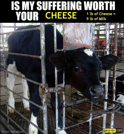 9 LBs of Milk = 1 LB of Cheese