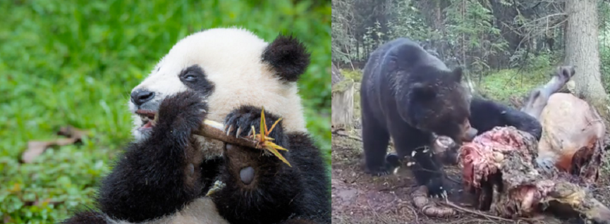 Black Bear Eats Rotten Corpse of a Horse